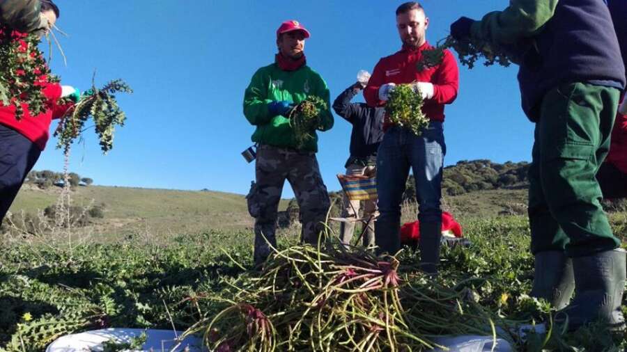 La Peña La Tagarnina vuelve a renuir centenares de kilos para la 'XXVIII Tagarniná Popular'