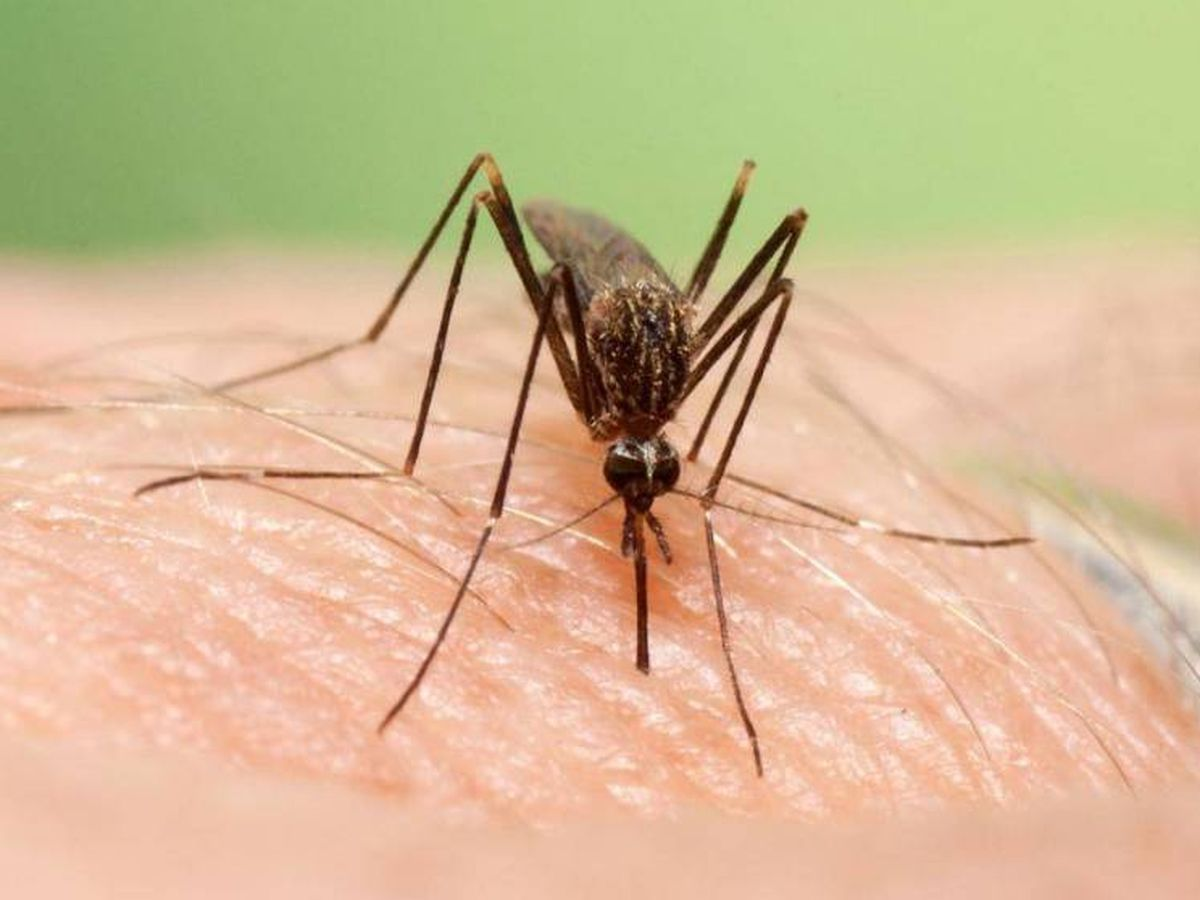 Una amenaza que vuelve: qué es el virus del nilo y por qué los mosquitos estériles podrían ser la clave para controlarlo