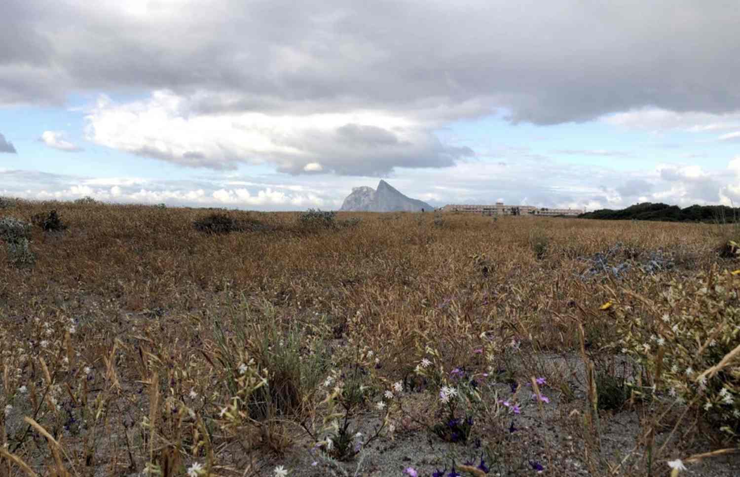 Visigodos y bereberes en el istmo de Gibraltar, primavera de 711
