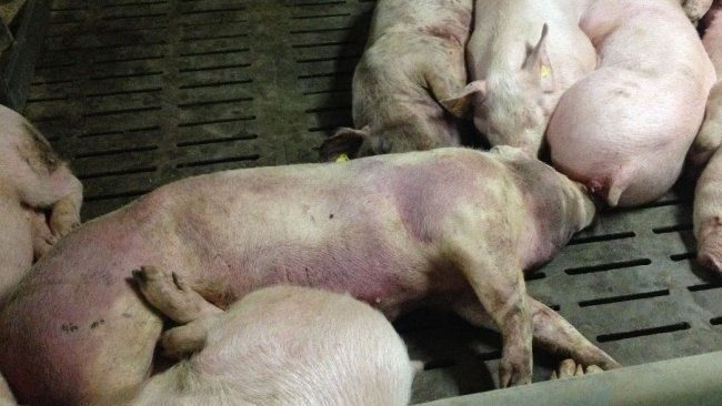 Peste porcina africana: qué sabemos y por qué preocupa tanto al sector ganadero