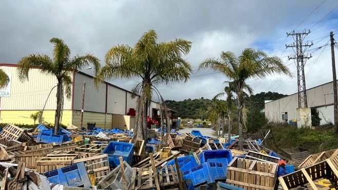 Tesorillo acoge una jornada técnica para abordar los daños en el cultivo de aguacate tras las inundaciones