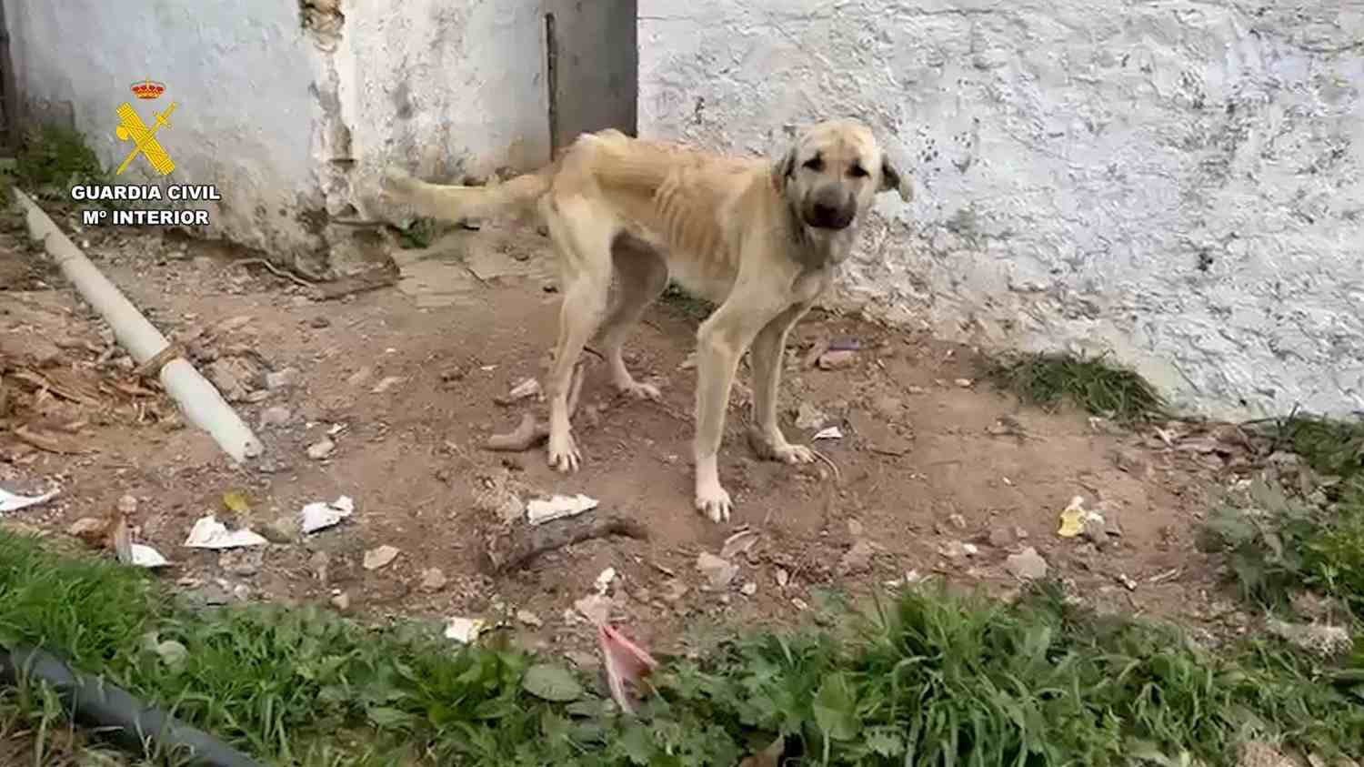 Investigadas 18 personas por maltrato de 75 perros en diferentes municipios de la provincia