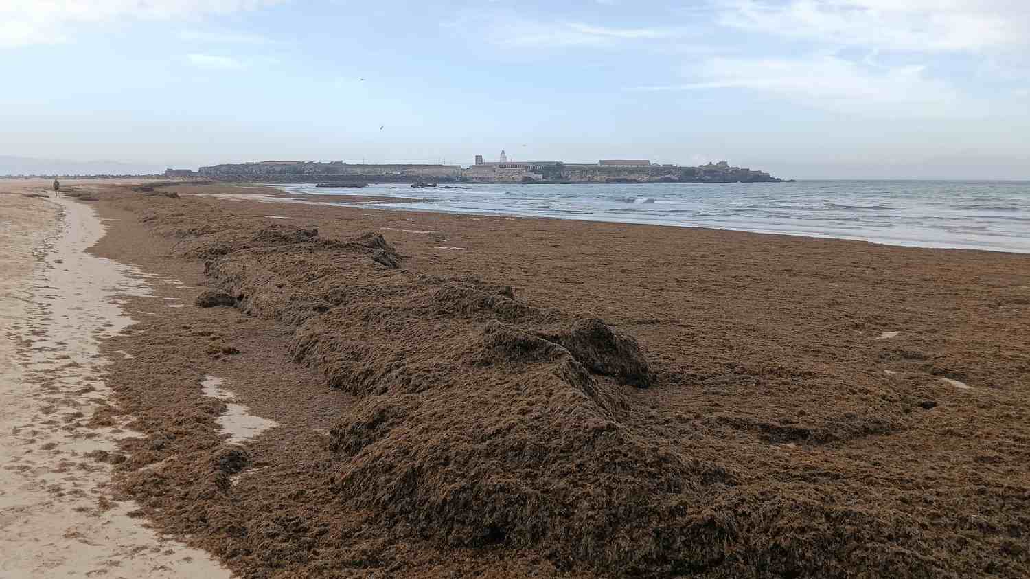 Diez años desde la detección del alga invasora en el Estrecho: un vertido biológico que sigue expandiéndose