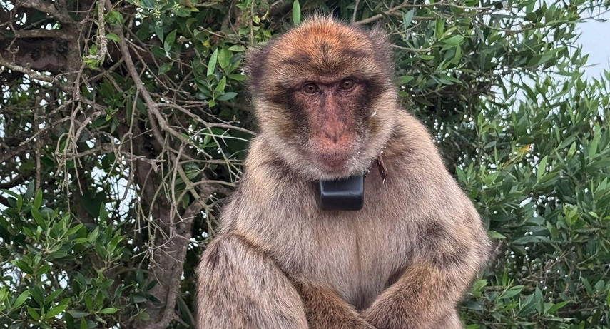 Los monos de Gibraltar, geolocalizados con collares temporales para un estudio del Gobierno