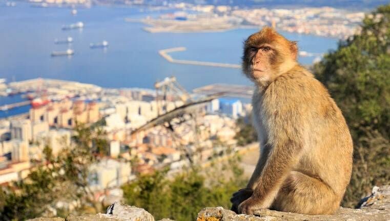 Gibraltar refuerza la protección de los monos ante los efectos de la alimentación ilegal de turistas