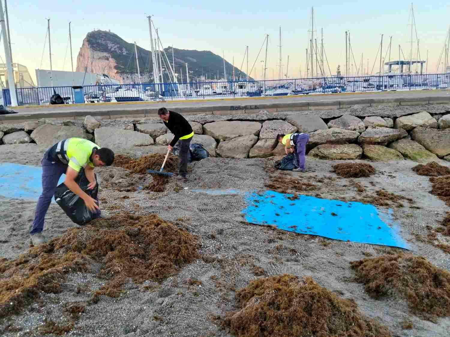 Retiran 50.000 kilos de alga invasora en la playa de Poniente de La Línea en una semana