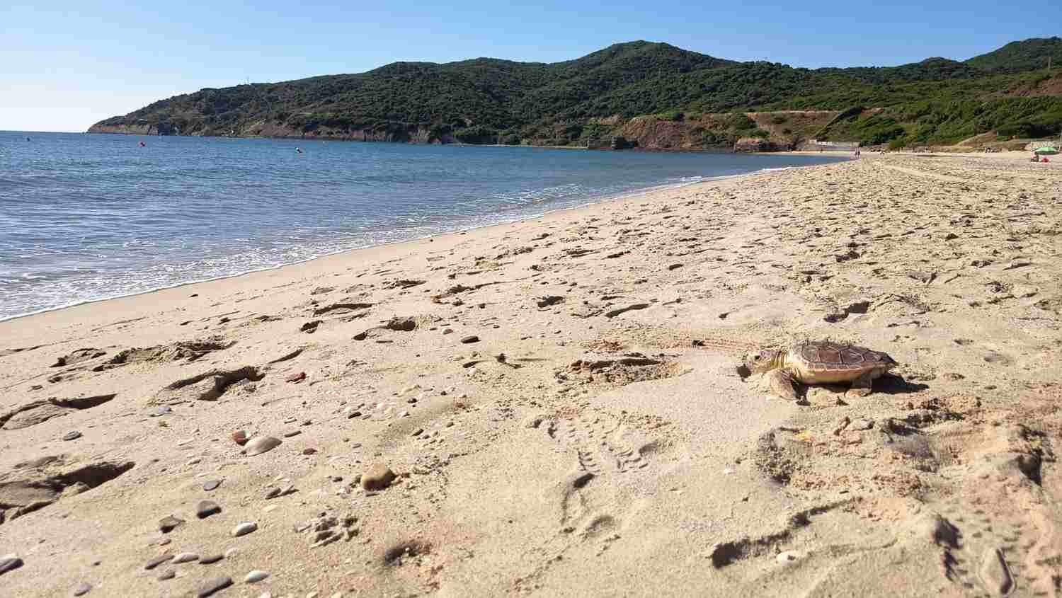 Getares devuelve al mar a ‘Manuelita’ y ‘Bárbara’, dos tortugas bobas rescatadas en el Campo de Gibraltar