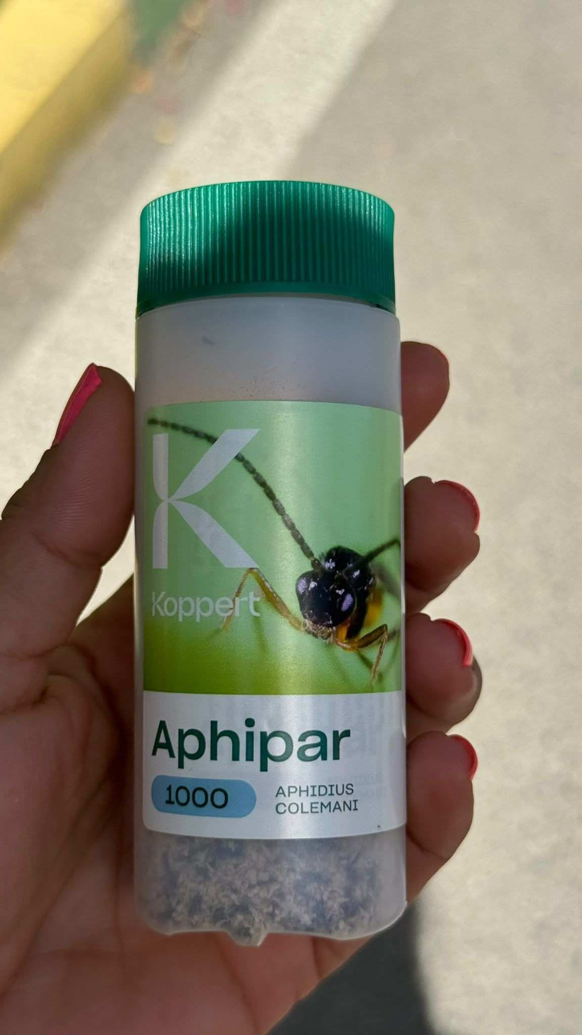 Los Barrios refuerza el control biológico de plagas en sus zonas verdes con insectos beneficiosos