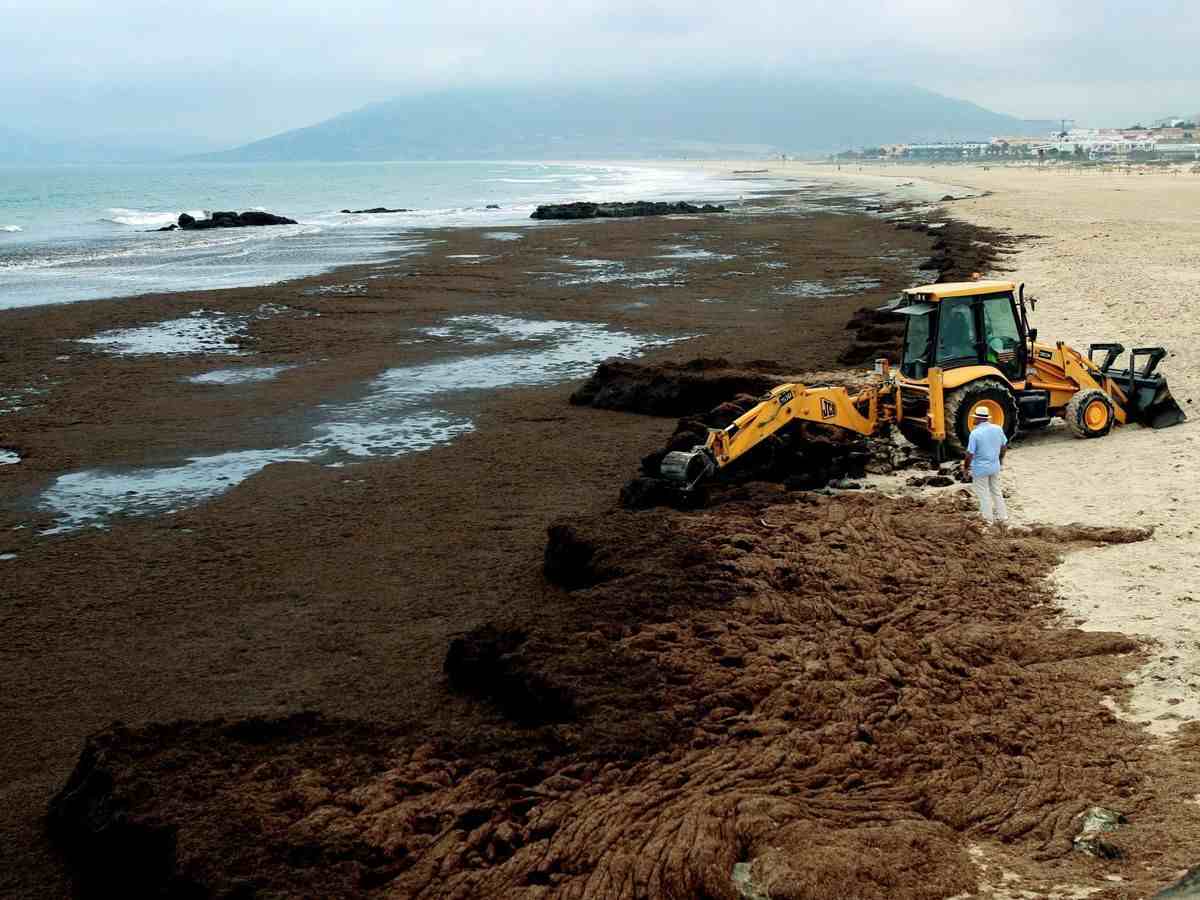 El alga invasora devora el Campo de Gibraltar: La solución puede estar en la genética del alga