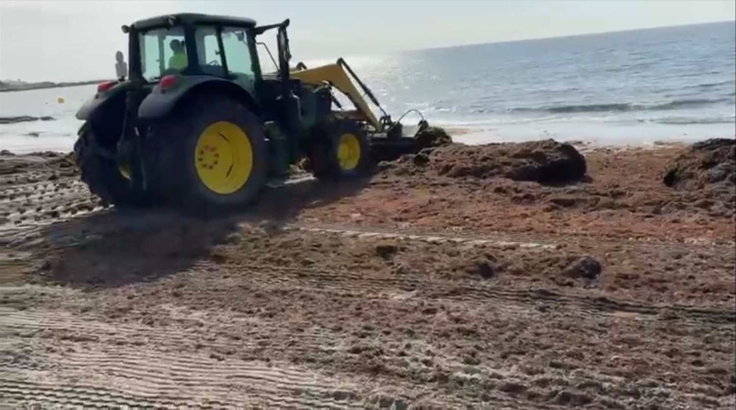 Ruiz Boix pide apoyo institucional para retirar el alga invasora de las playas de San Roque
